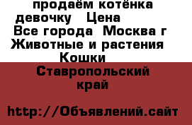 продаём котёнка девочку › Цена ­ 6 500 - Все города, Москва г. Животные и растения » Кошки   . Ставропольский край